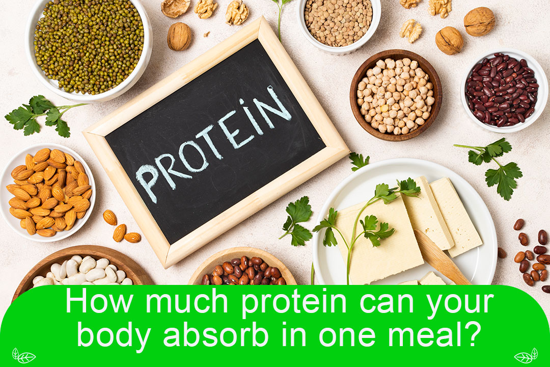 How much protein can your body absorb in one meal based on science